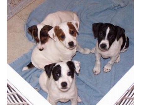 all four puppies