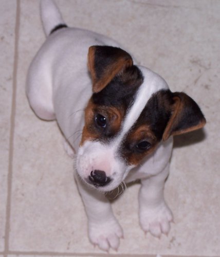 puppy2005